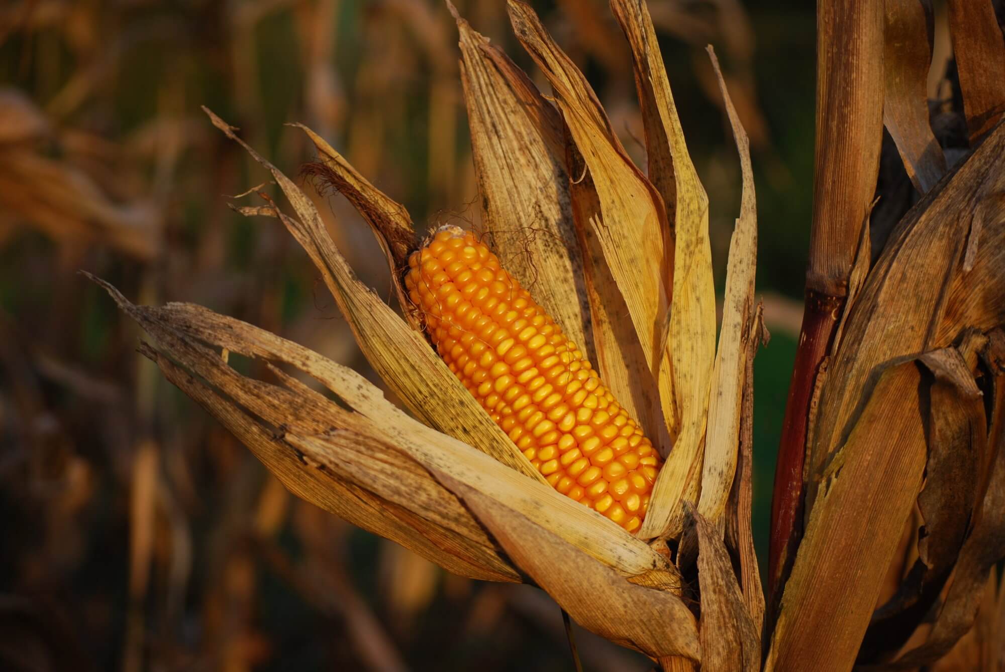 Inventé un moyen de cultiver des plantes dans des conditions froides