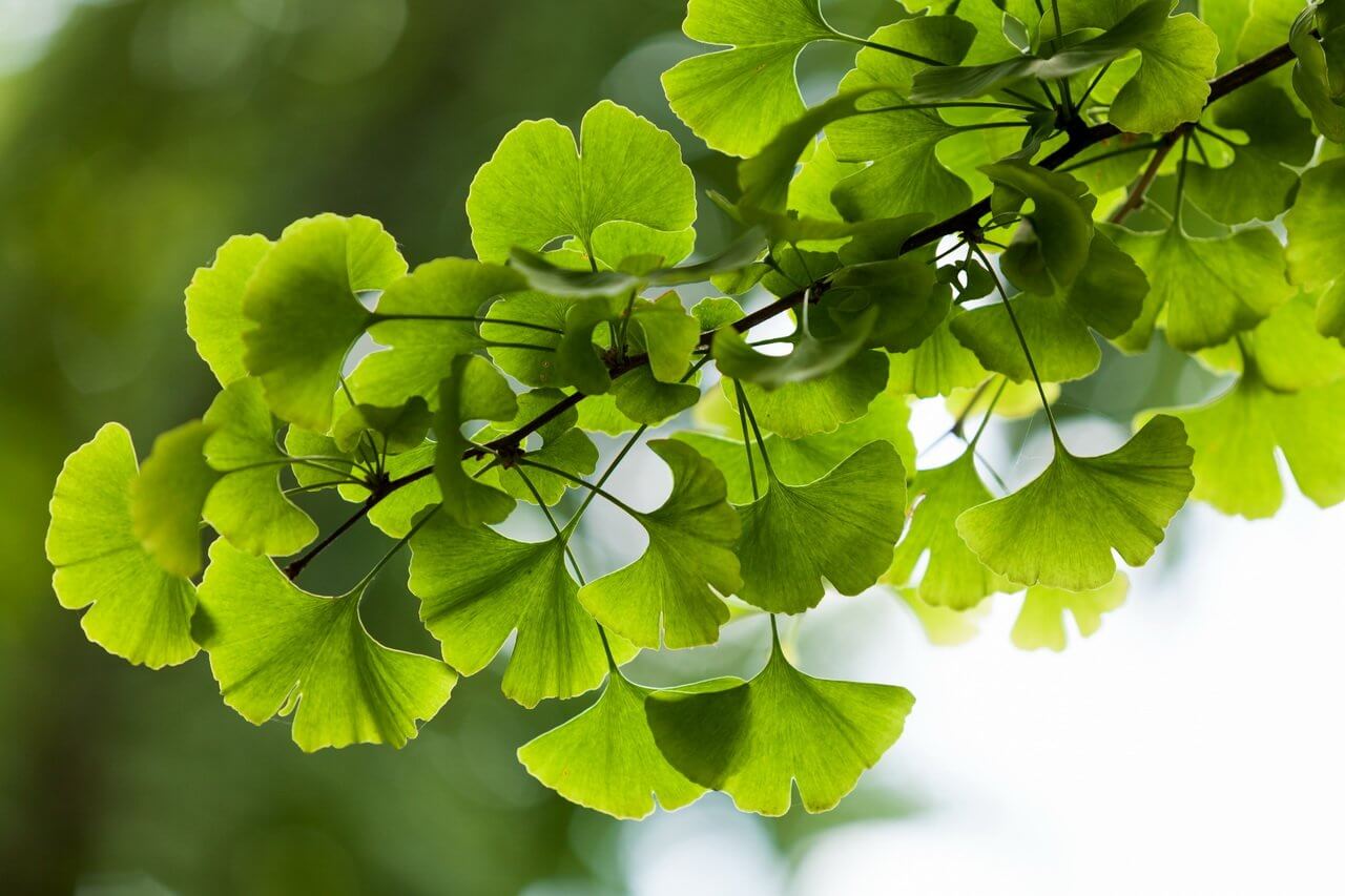 The form of the immortal trees can suffer from stress