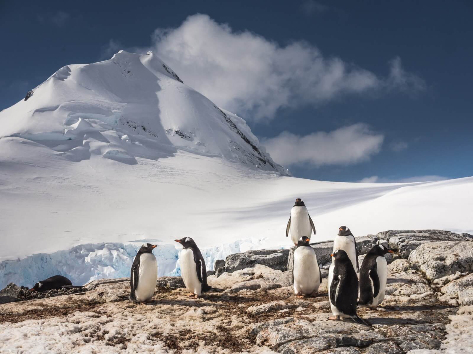 Penguins make sounds under water, and scientists don't know why