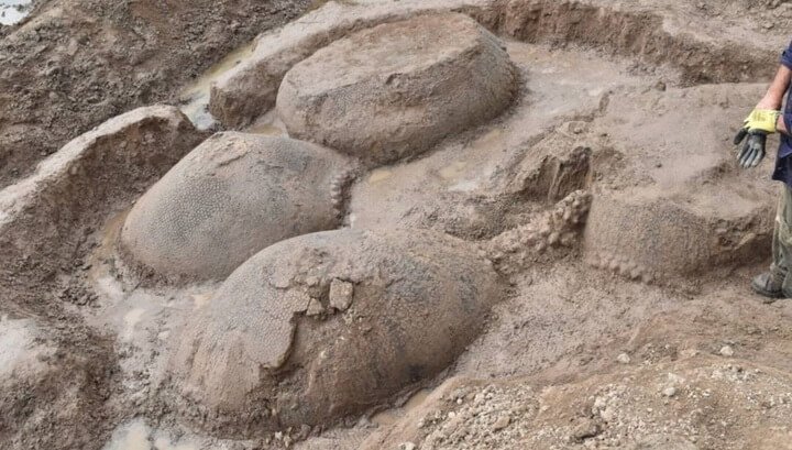 في الأرجنتين العثور على بقايا من أسلاف المدرع حجم السيارة