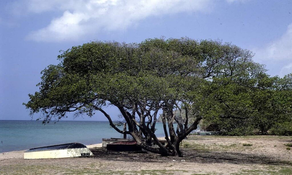 What is the most poisonous tree in the world is dangerous to humans?