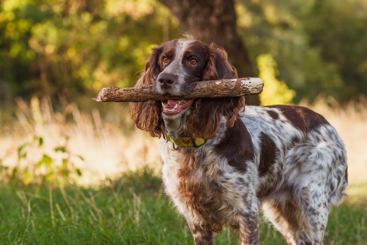 Can dogs identify coronavirus smell?