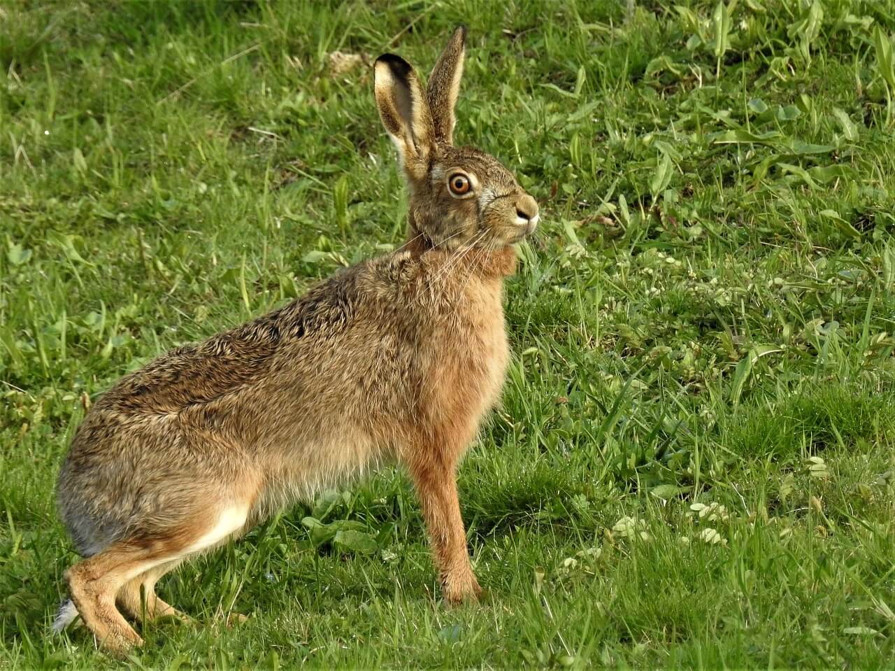 The fastest animals in the world