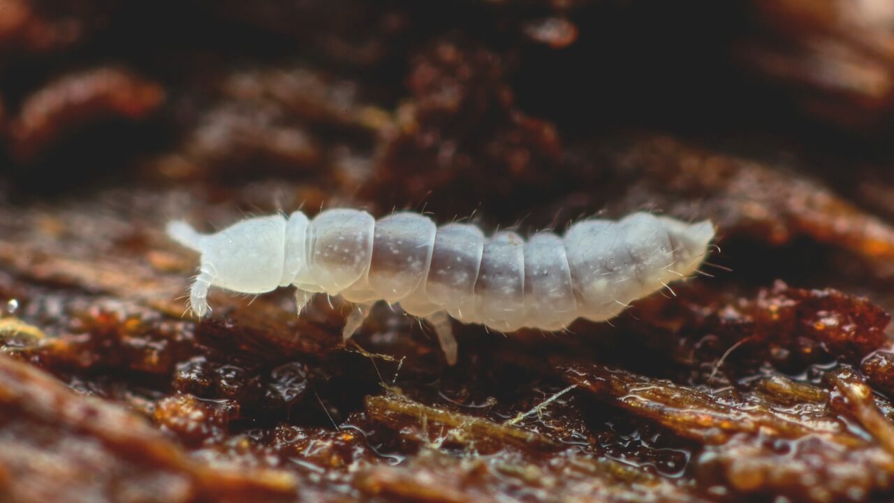 In Antarctica discovered a creature that survived 30 glacial periods