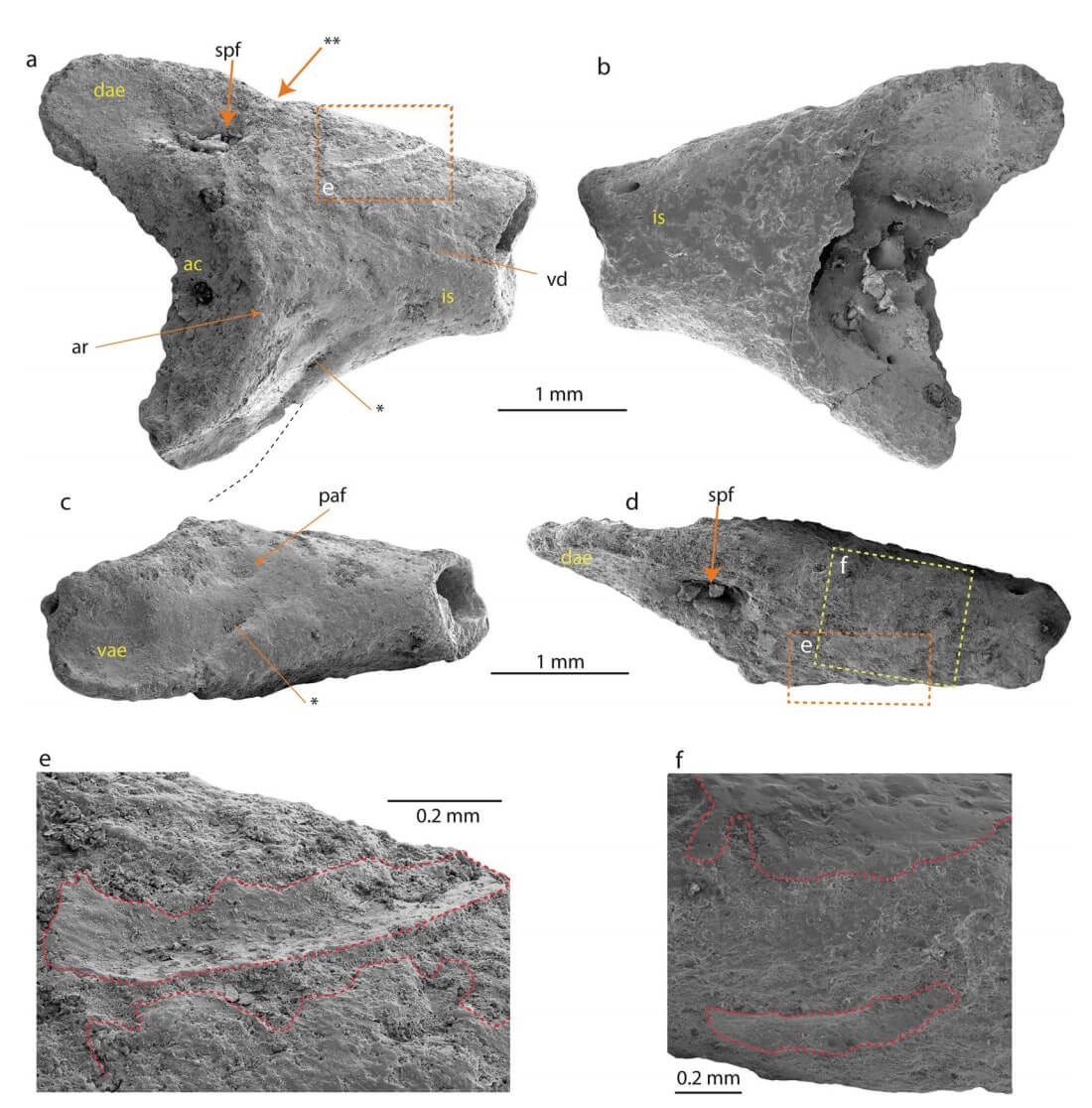 40 million years ago Antarctica had lived frogs