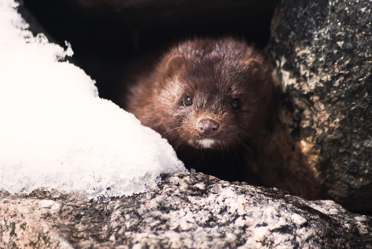 Mink – intermediate hosts of the coronavirus?