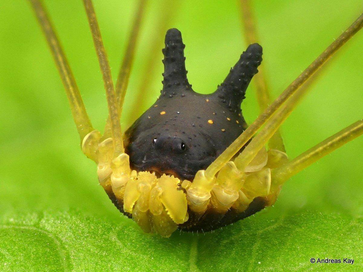 I senokosa-rabbit or creature with the head of a dog and body of a spider