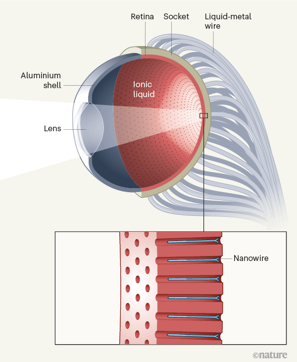 Created artificial eyes that see in the dark