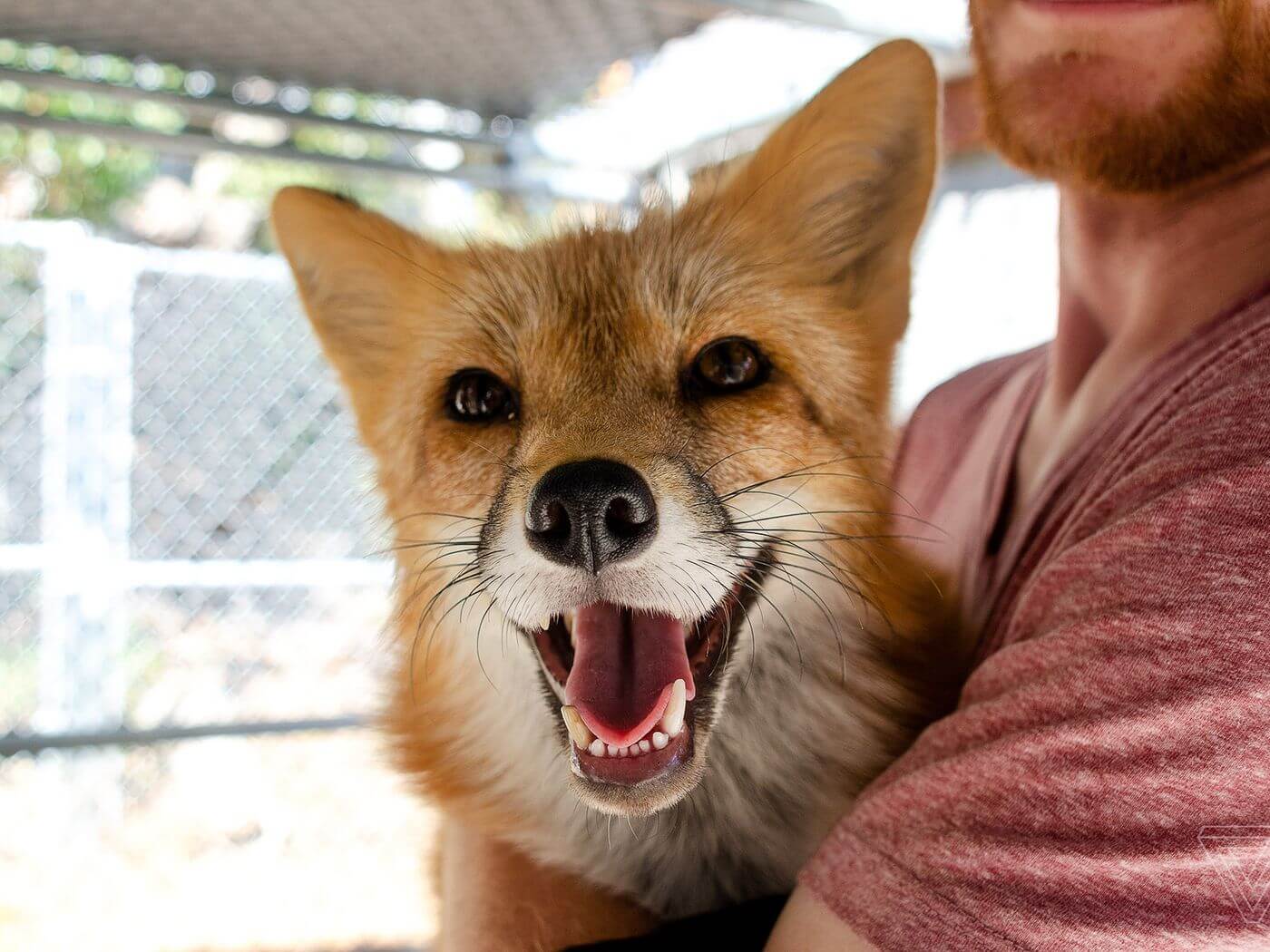 As a Russian genetics first in the world managed to bring a pet Fox?