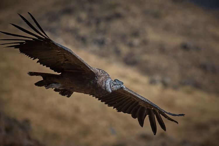 These birds can fly for hours, never moving his wings