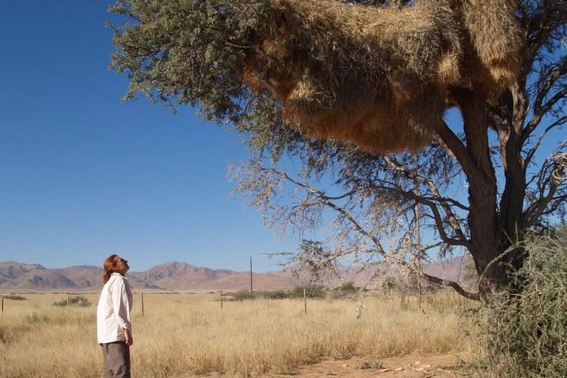 Like a little bird builds the biggest nest up to 8 meters?